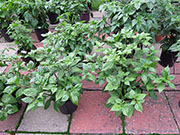 Bhut Jolokia Yellow