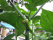 Bhut Jolokia Yellow