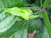 Bhut Jolokia Yellow