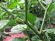 Bhut Jolokia Yellow