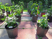 Bhut Jolokia Yellow