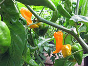 Bhut Jolokia Yellow