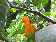 Bhut Jolokia Yellow