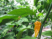 Bhut Jolokia Yellow