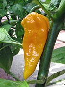 Bhut Jolokia Yellow