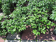 Bhut Jolokia Yellow