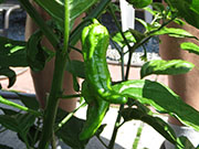Bhut Jolokia Yellow