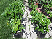 Carolina Reaper