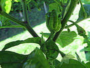 Carolina Reaper