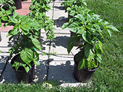 Carolina Reaper