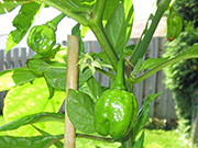 Carolina Reaper