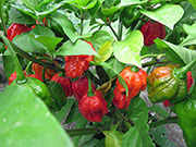 Carolina Reaper