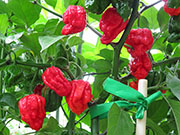 Carolina Reaper