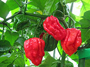 Carolina Reaper