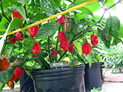 Carolina Reaper