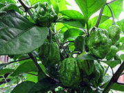 Carolina Reaper