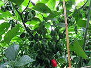Carolina Reaper