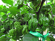 Carolina Reaper