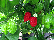 Carolina Reaper