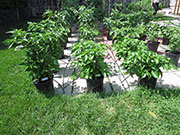 Carolina Reaper