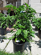 Carolina Reaper