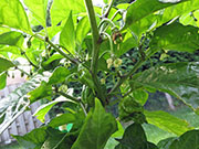 Carolina Reaper