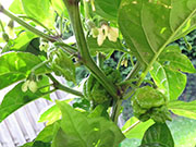 Carolina Reaper