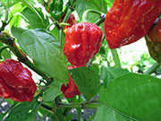 Carolina Reaper