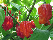 Carolina Reaper