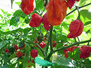 Carolina Reaper
