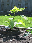 Carolina Reaper