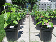 Carolina Reaper