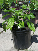 Carolina Reaper