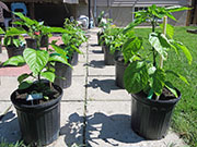 Carolina Reaper