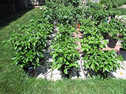 Carolina Reaper