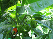 Carolina Reaper