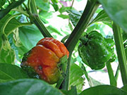 Carolina Reaper