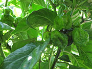 Carolina Reaper