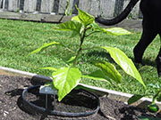 Carolina Reaper