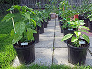 Carolina Reaper