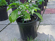 Carolina Reaper