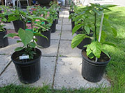 Carolina Reaper