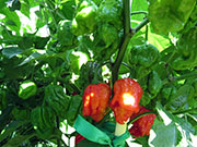 Carolina Reaper