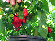 Carolina Reaper