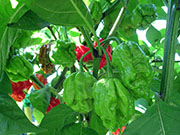 Carolina Reaper