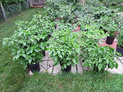 Carolina Reaper