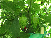Carolina Reaper