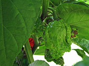 Carolina Reaper