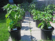 Carolina Reaper