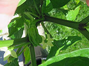 Carolina Reaper